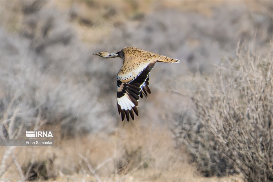 در خطر انقراض