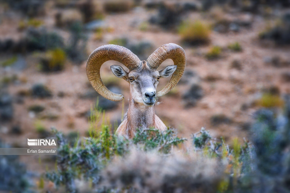 در خطر انقراض