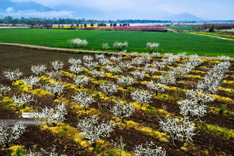  شکوفه های بهاری