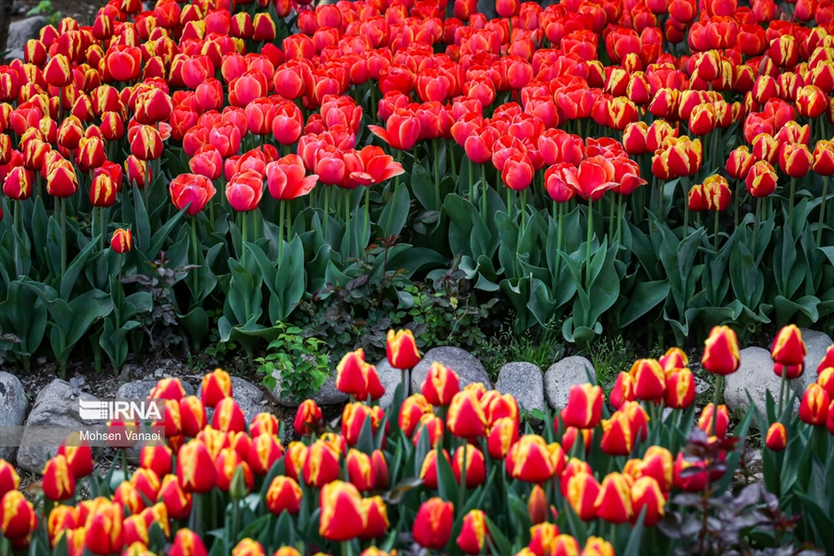 لاله‌های باغ ایرانی
