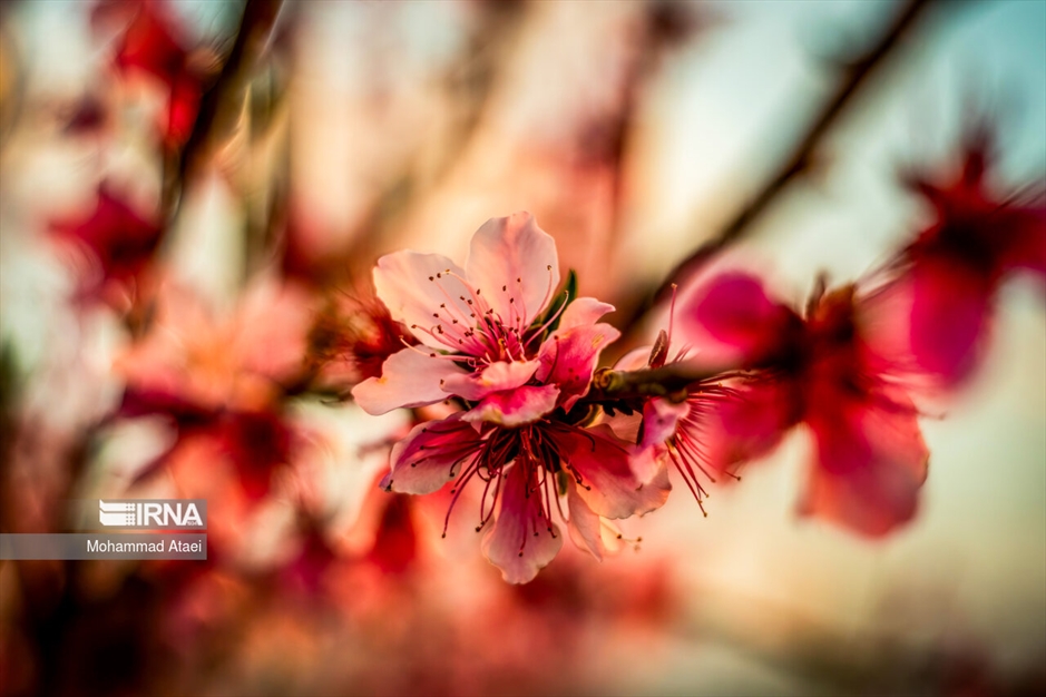  شکوفه های بهاری