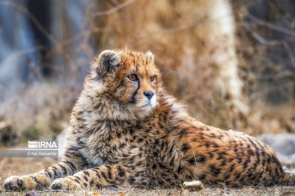 در خطر انقراض