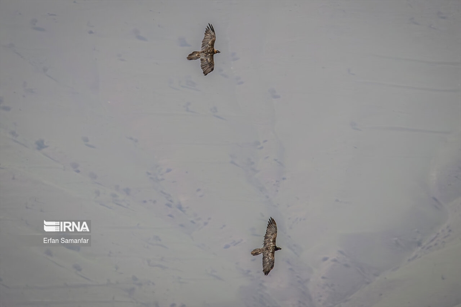 در خطر انقراض