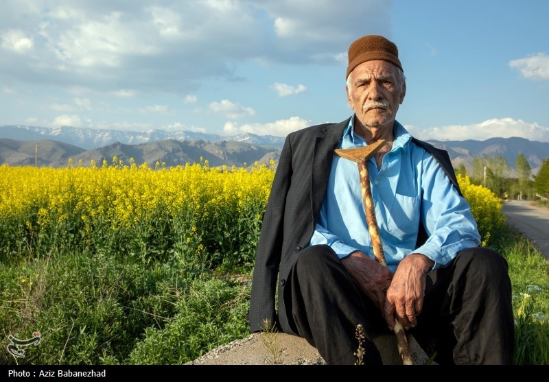 کشت کلزا در شهرستان سلسله - لرستان