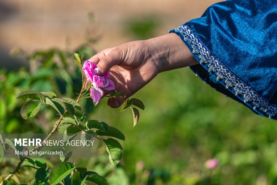 احیای سنت گلاب گیری حرم رضوی در باغ دولت‌آباد یزد