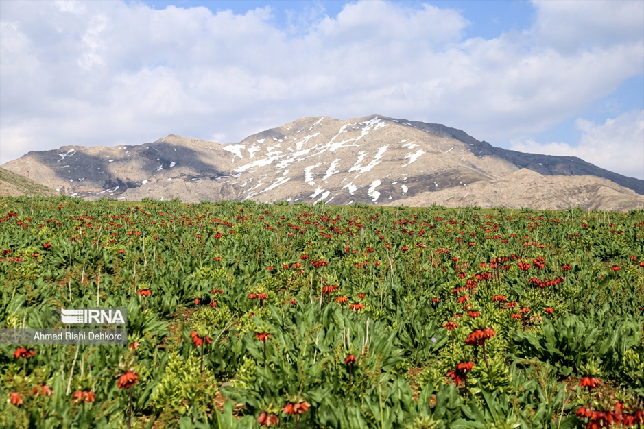 دشت لاله‌های واژگون کوهرنگ