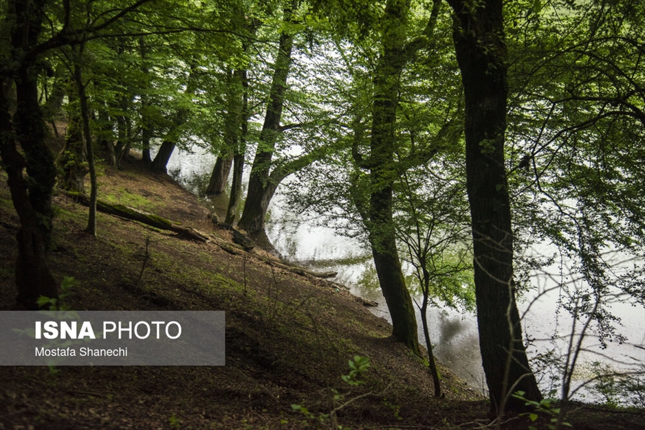 طبیعت بهاری دریاچه میانشه ساری - استان مازندران