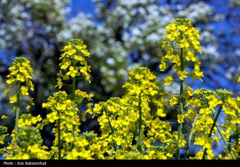 کشت کلزا در شهرستان سلسله - لرستان