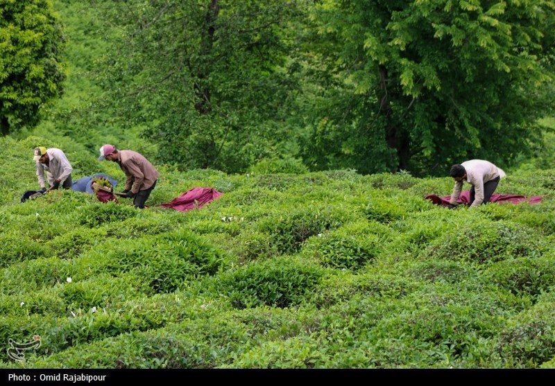 برداشت چای بهاره باغات املش - گیلان