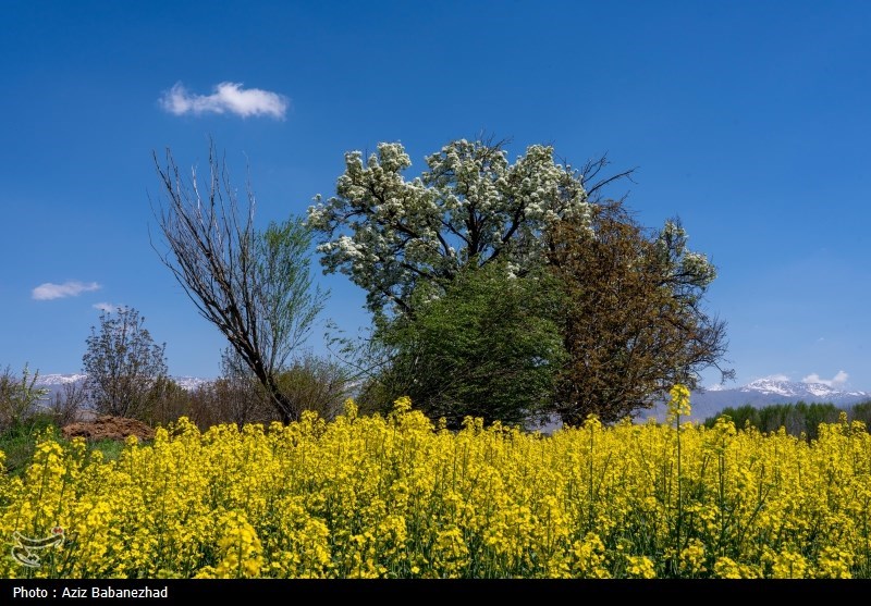 کشت کلزا در شهرستان سلسله - لرستان