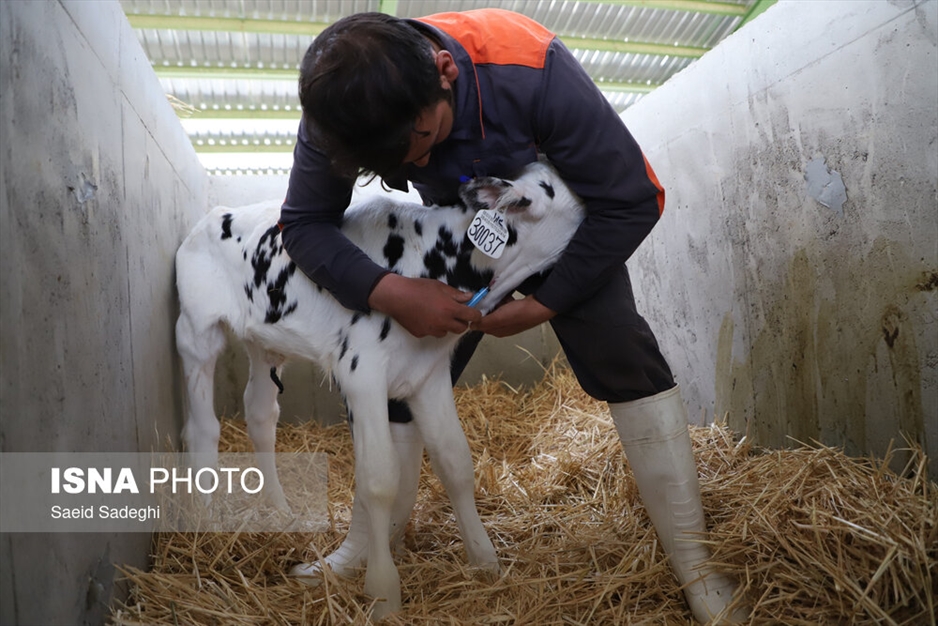 دامپروری در تبریز