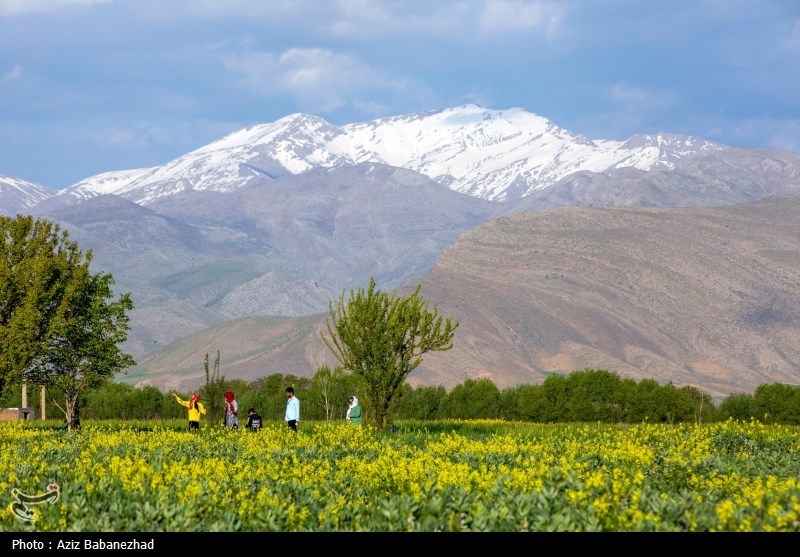 کشت کلزا در شهرستان سلسله - لرستان