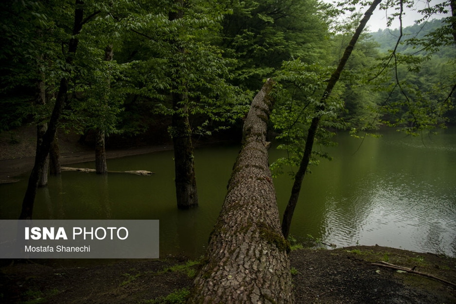 طبیعت بهاری دریاچه میانشه ساری - استان مازندران
