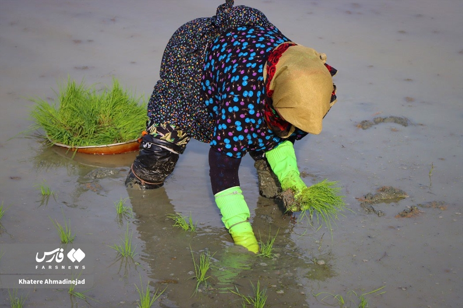 آغاز برنج‌کاری در گیلان