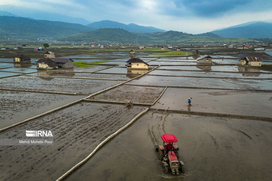 فصل نشا برنج