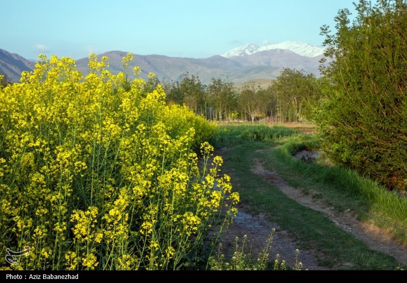 کشت کلزا در شهرستان سلسله - لرستان