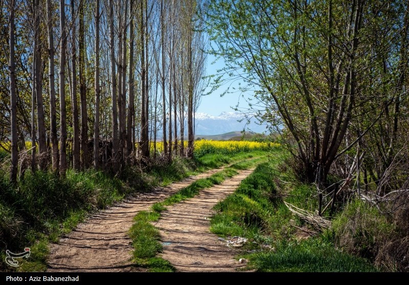 کشت کلزا در شهرستان سلسله - لرستان
