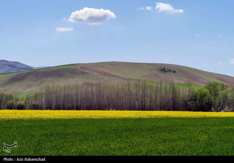 کشت کلزا در شهرستان سلسله - لرستان