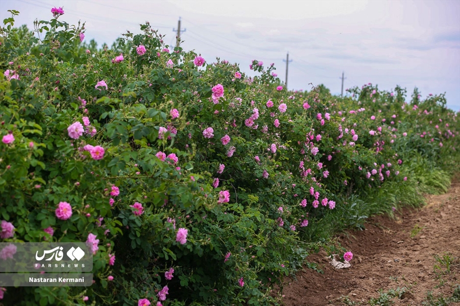 برداشت گل سرخ در البرز