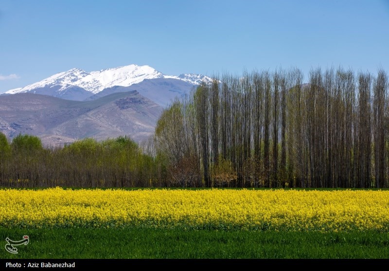 کشت کلزا در شهرستان سلسله - لرستان