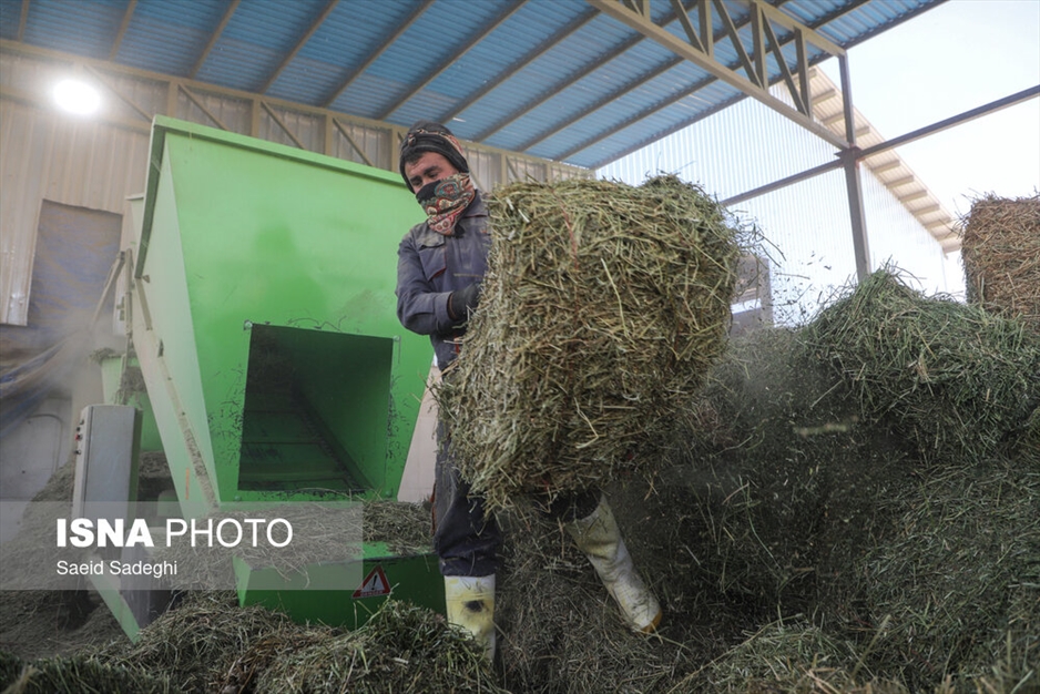 دامپروری در تبریز
