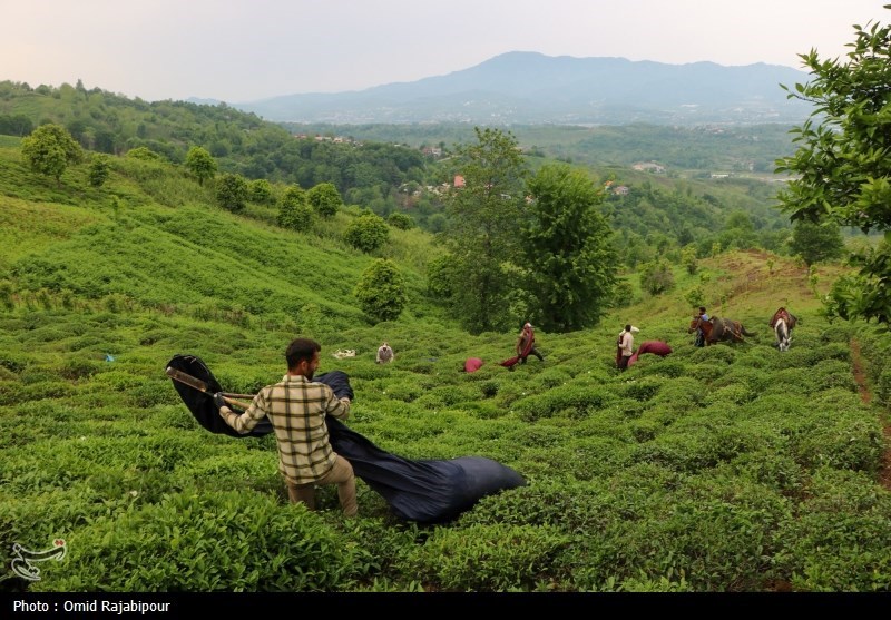 برداشت چای بهاره باغات املش - گیلان