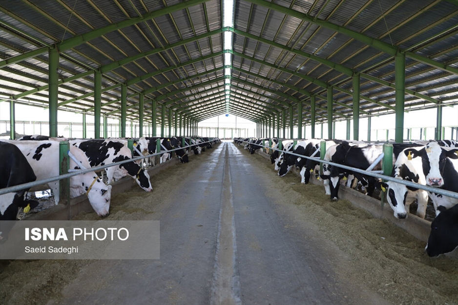 دامپروری در تبریز