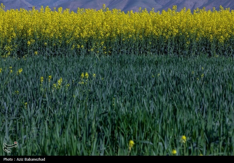 کشت کلزا در شهرستان سلسله - لرستان