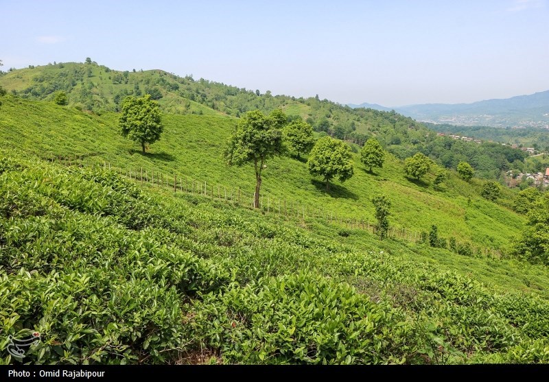 برداشت چای بهاره باغات املش - گیلان