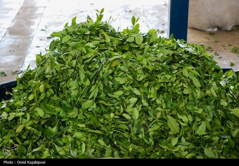 برداشت چای بهاره باغات املش - گیلان