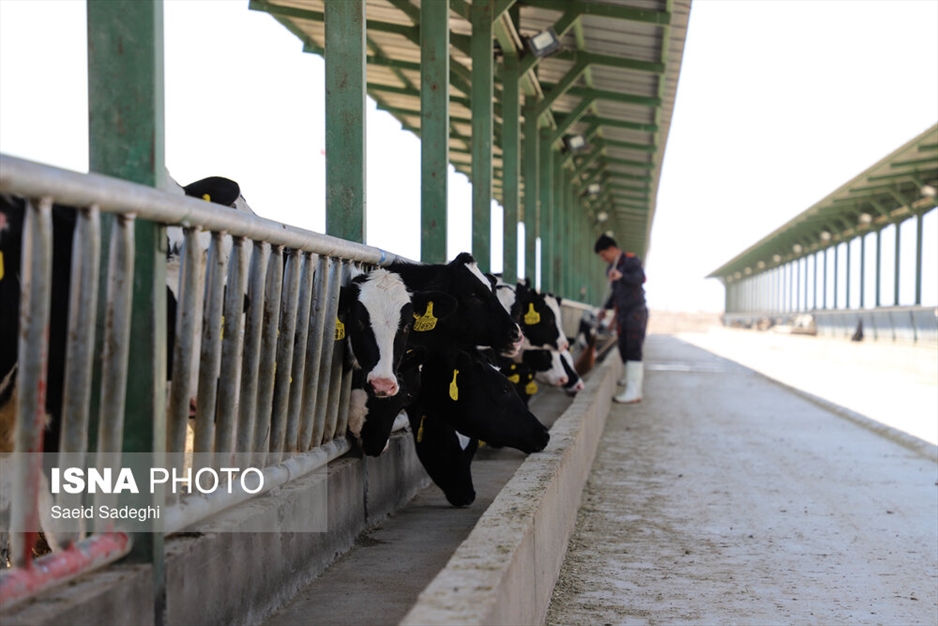 دامپروری در تبریز