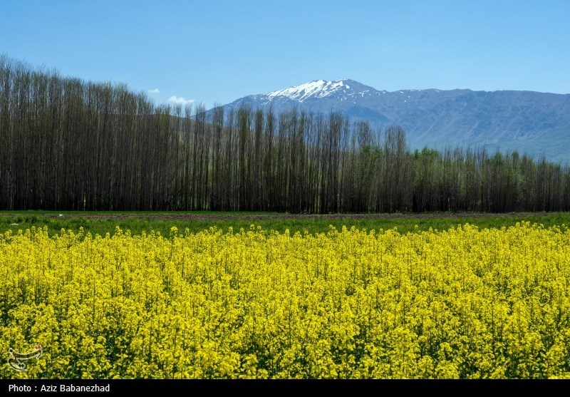 کشت کلزا در شهرستان سلسله - لرستان
