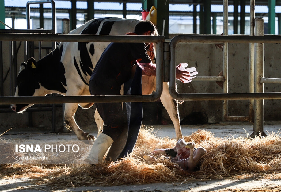 دامپروری در تبریز