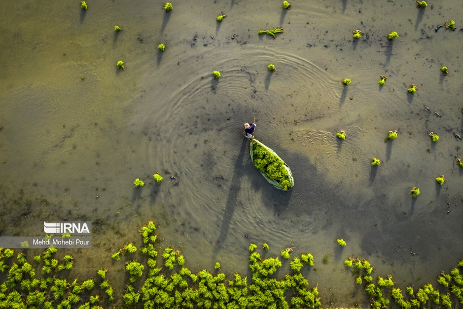 فصل نشا برنج