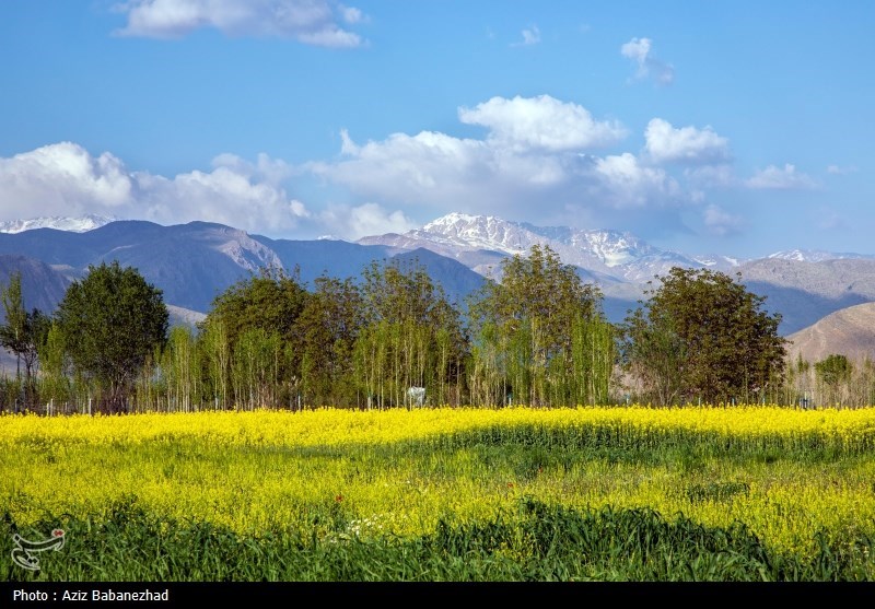 کشت کلزا در شهرستان سلسله - لرستان