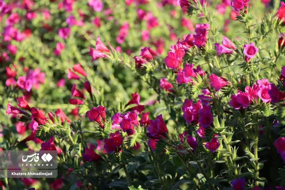 برداشت گل گاوزبان در گیلان