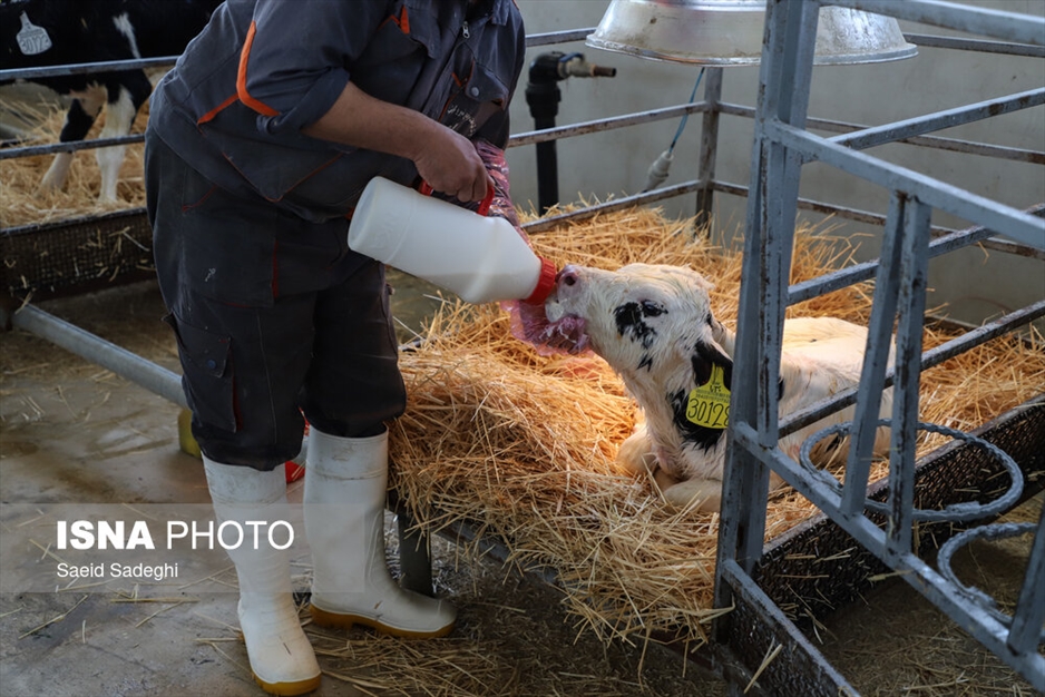 دامپروری در تبریز
