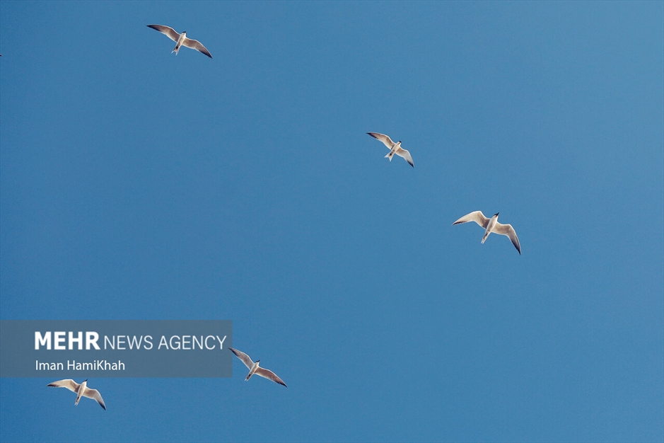 آبگیری تالاب «آق گل» بعد از سه سال خشکسالی
