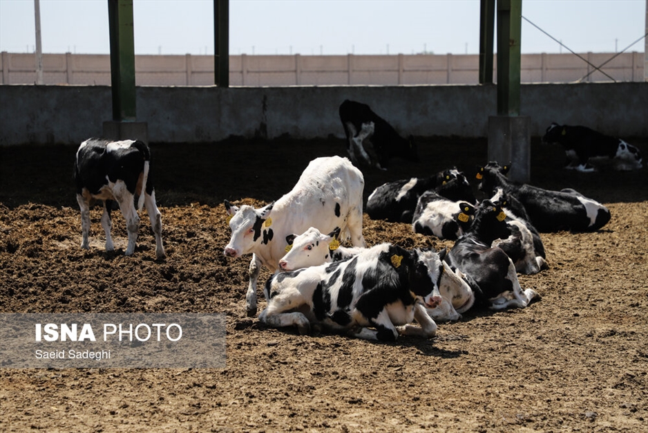 دامپروری در تبریز