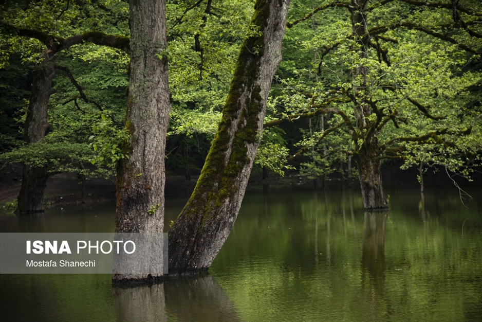 طبیعت بهاری دریاچه میانشه ساری - استان مازندران