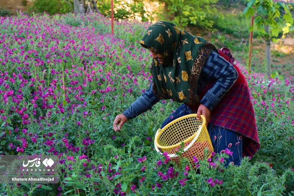 برداشت گل گاوزبان در گیلان