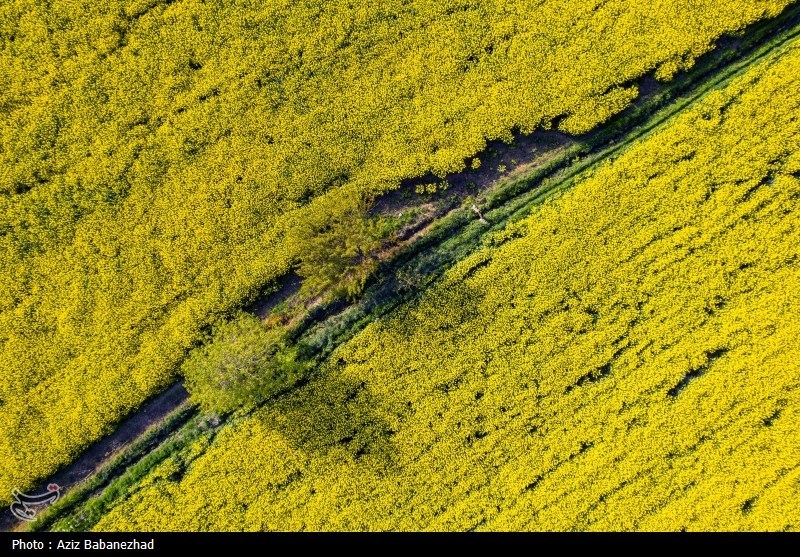 کشت کلزا در شهرستان سلسله - لرستان