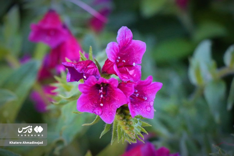 برداشت گل گاوزبان در گیلان