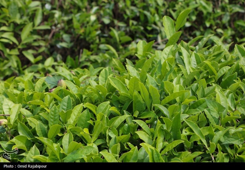برداشت چای بهاره باغات املش - گیلان