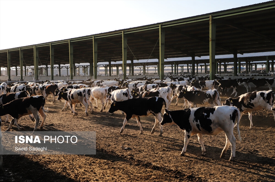 دامپروری در تبریز