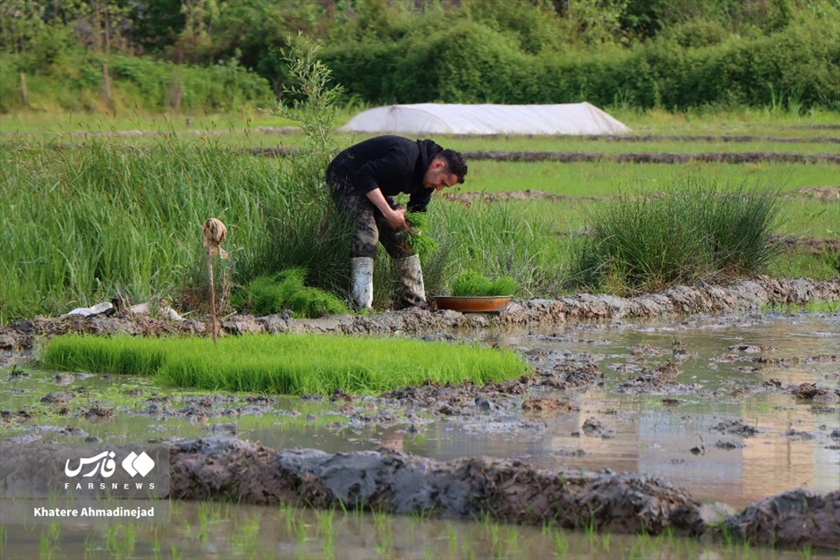 آغاز برنج‌کاری در گیلان