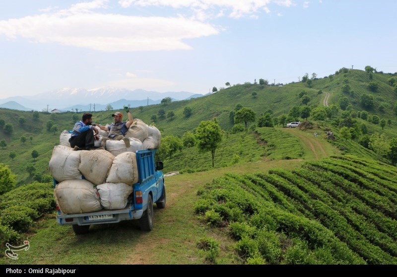 برداشت چای بهاره باغات املش - گیلان