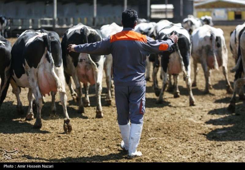  تحقق تامین امنیت غذایی با اتکا بر تولیدات داخلی 