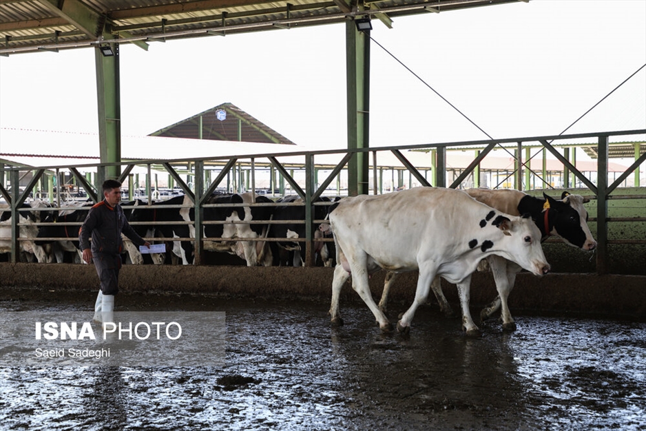 دامپروری در تبریز