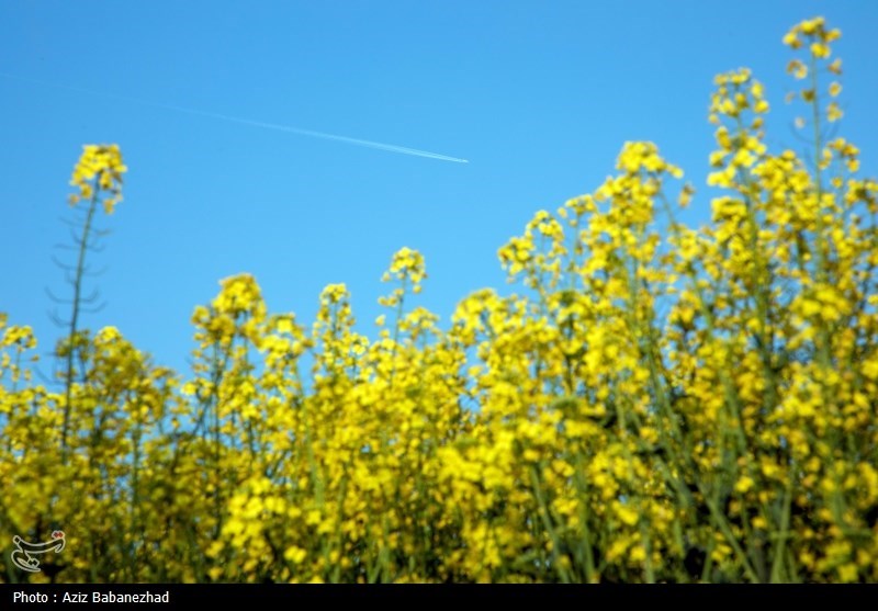کشت کلزا در شهرستان سلسله - لرستان